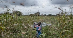 Felaket üstüne felaket: Afrika'dan havalanan çekirgeler Çin'e gidiyor