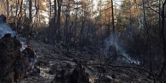 Burdur'daki orman yangınının sebebi, devrilen mangal