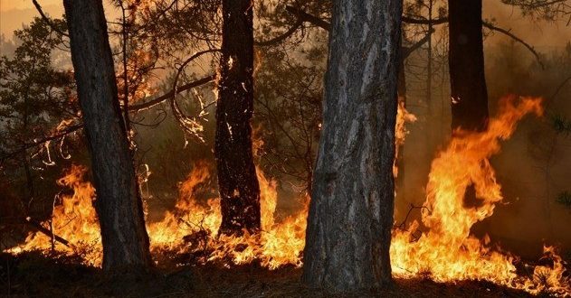 Bu yıl çıkan yangınlarda 4 bin 298 hektar orman alanı zarar gördü