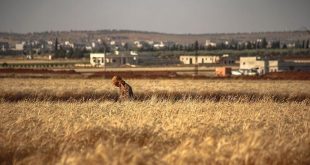 Esed rejimi zorunlu askerliği reddeden 100 kişiyi mayın tarlasına sürdü