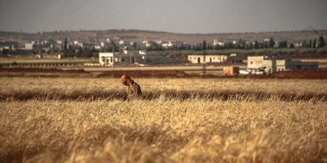 Esed rejimi zorunlu askerliği reddeden 100 kişiyi mayın tarlasına sürdü