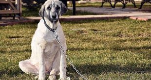 Arabayla köpeği sürükledi eğitim verdiğini iddia etti