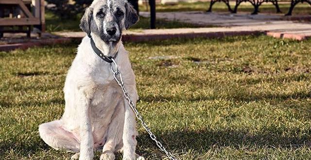 Arabayla köpeği sürükledi eğitim verdiğini iddia etti