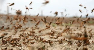 Afrika'da çekirge istilası: Somali OHAL ilan etti