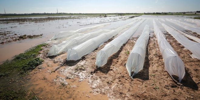 İşgalci İsrail Gazze'li çiftçilere 1,5 milyon dolar zarara uğrattı