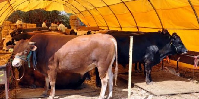 Kurban Kesme tedbirleri açıklandı!