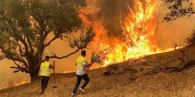 Cezayir'de orman yangınları