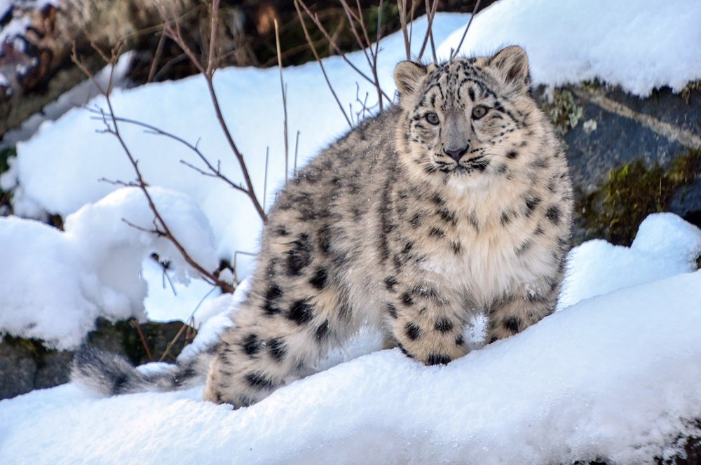 Hayvanat bahçesindeki leoparlar koronadan öldü