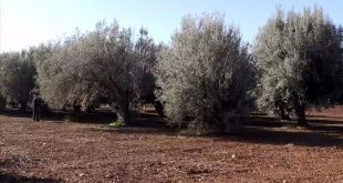 Caniliğin böylesi: Zeytin işçilerini vurdular