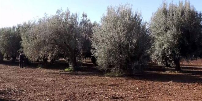 Caniliğin böylesi: Zeytin işçilerini vurdular