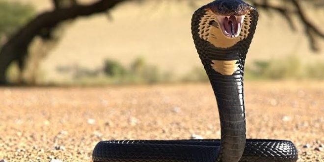 Eşini öldürmek için kobra kiraladı, müebbet cezası aldı!