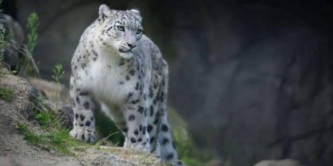 Hayvanat bahçesindeki leoparlar koronadan öldü