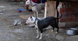 Bakan Pakdemirli: Barınaklara alınan köpekler iade edilmeyecek!