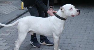 Kavga ettikleri şahsın üzerine pitbull saldılar: 3 yaralı