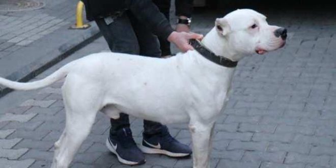 Kavga ettikleri şahsın üzerine pitbull saldılar: 3 yaralı