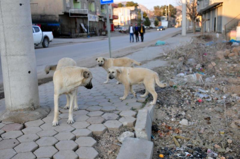 Mardin'de 7 kişiyi ısıran köpek kuduz çıktı; mahalle karantinada