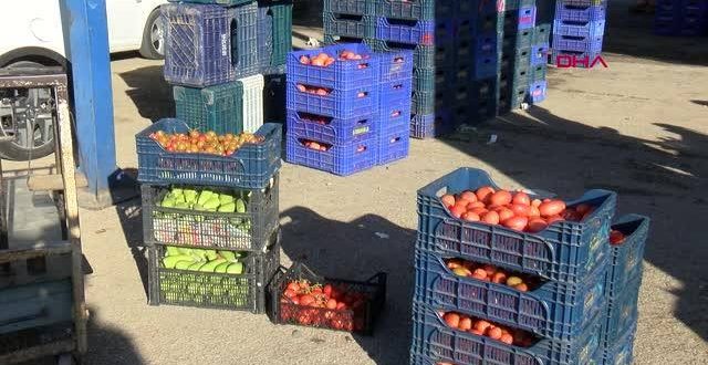 Rusya-Ukrayna savaşı Antalya üreticisini vurdu, sebzeler elde kaldı!