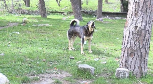 Başakşehir'de dehşet dolu anlar: Sokak köpeklerinin saldırısına uğradı!