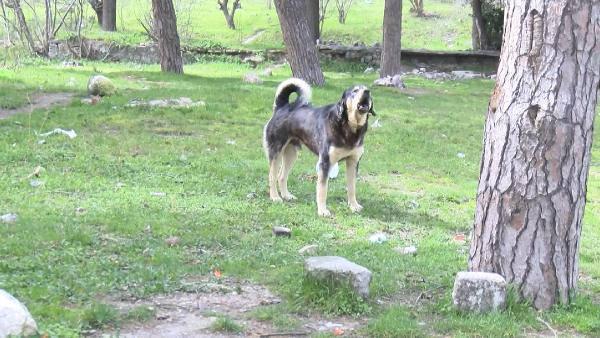 Başakşehir'de dehşet dolu anlar: Sokak köpeklerinin saldırısına uğradı!