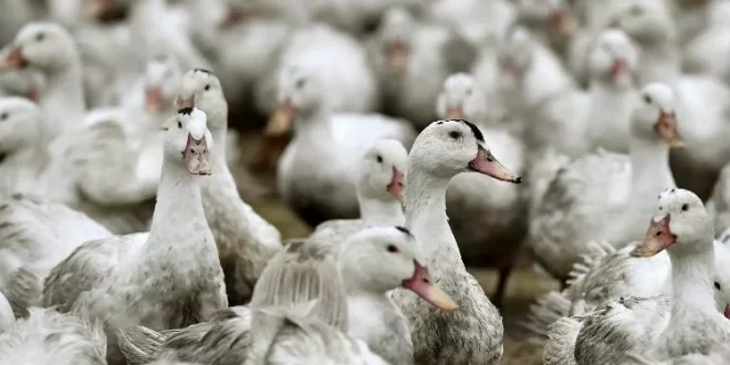 ABD'de kuş gribi paniği