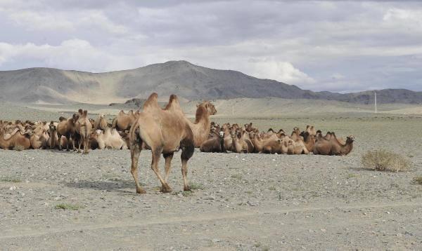 Gobi Çölü'nde Türklere ait izler bulundu!