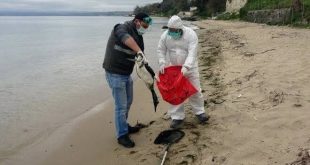 Karadeniz'de kuş ölümlerinde Batı Nil virüsü şüphesi