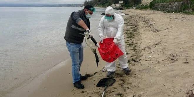 Karadeniz'de kuş ölümlerinde Batı Nil virüsü şüphesi