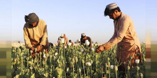 Afganistan'daki uyuşturucu tarlaları imha ediliyor!