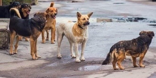 İngiltere, "köpek saldırıları" sebebiyle Türkiye'ye seyahat uyarısı yaptı!