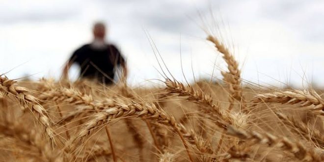 Tarım ve Orman Bakanlığından Hindistan'dan buğday ithal edildiği iddialarına açıklama