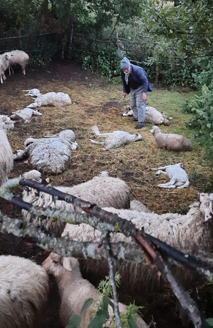 Amasya'da kurt sürüye daldı; 35 hayvan telef oldu