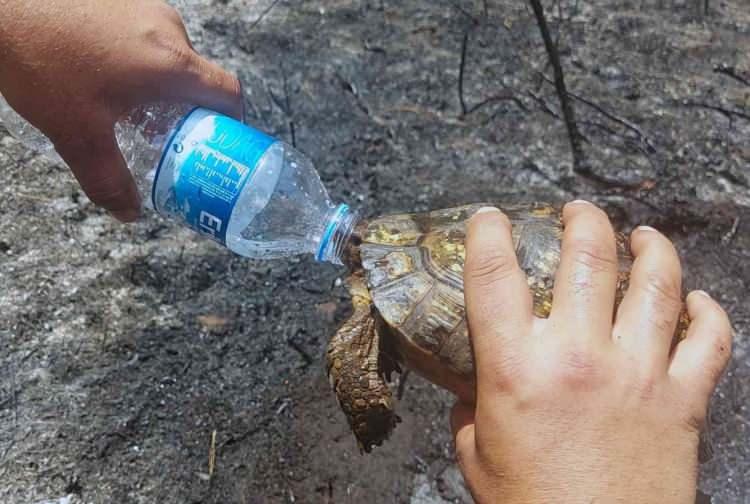 Gözaltına alınmıştı! Marmaris yangınını başlattığını itiraf etti