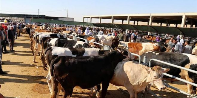 Umuma açık yerde kurban kesene para cezası uygulanacak