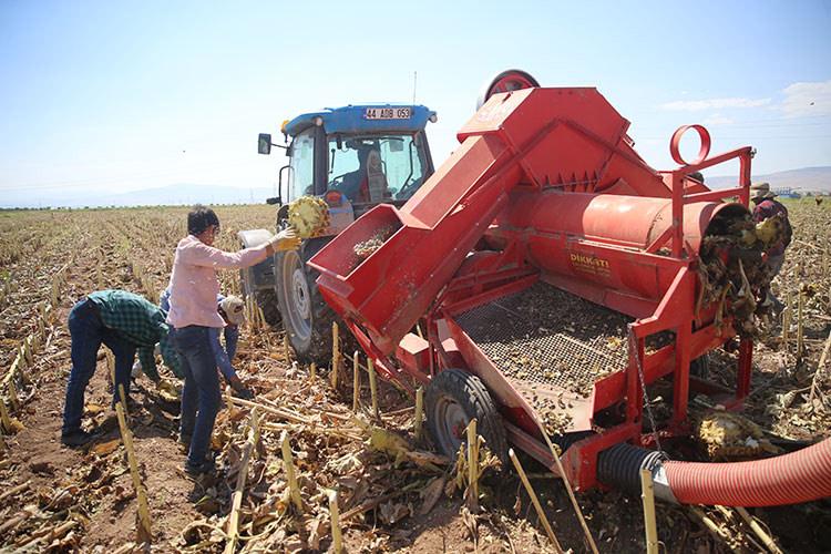 Malatya'da bu sezon 6 bin tonluk çerezlik ayçiçeği hasadı gerçekleştirilecek