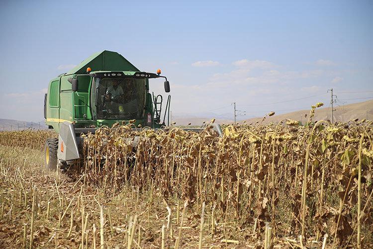 Malatya'da bu sezon 6 bin tonluk çerezlik ayçiçeği hasadı gerçekleştirilecek