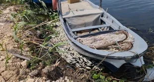 Asi Nehri'nde toplu balık ölümlerine inceleme