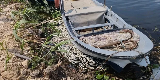 Asi Nehri'nde toplu balık ölümlerine inceleme