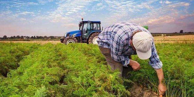 Pamukta mazot ve gübre desteğine zam! 76 TL'den 271 TL'ye çıktı