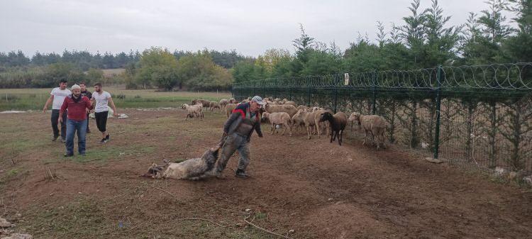 Başıboş köpekler sürüye daldı: 41 hayvan telef oldu