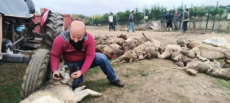 Başıboş köpekler sürüye daldı: 41 hayvan telef oldu