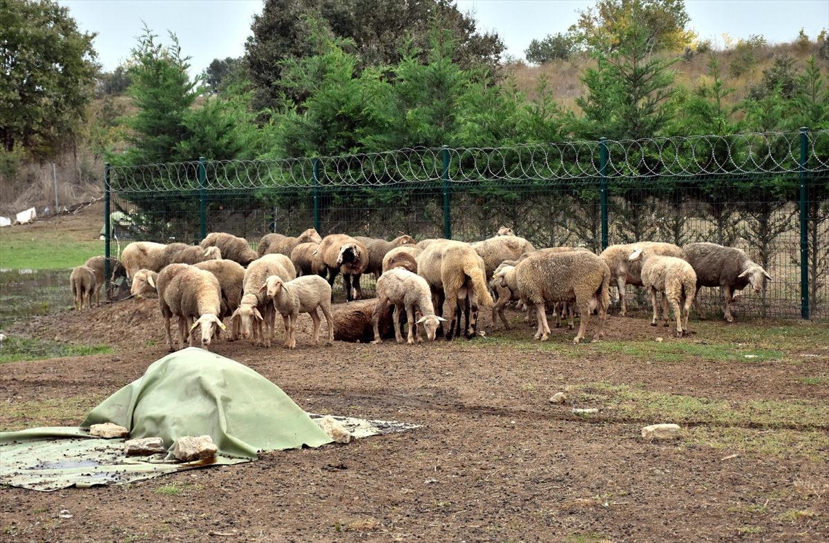 Başıboş köpekler sürüye daldı: 41 hayvan telef oldu