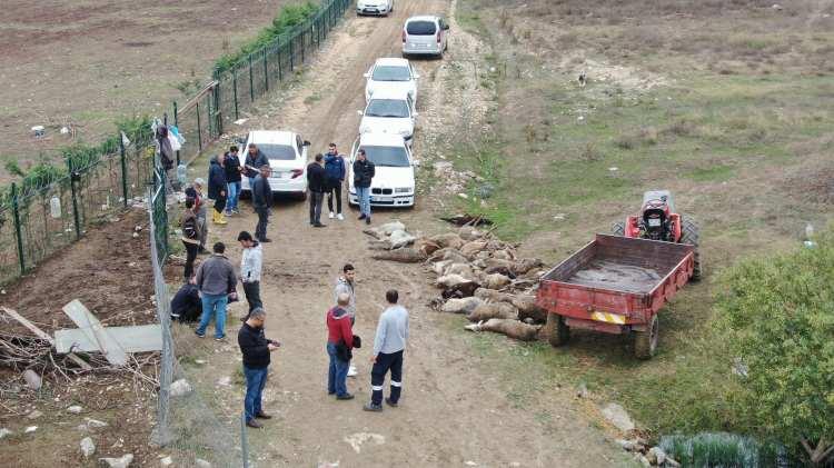 Başıboş köpekler sürüye daldı: 41 hayvan telef oldu