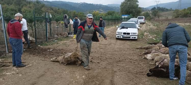 Başıboş köpekler sürüye daldı: 41 hayvan telef oldu