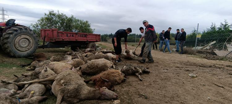 Başıboş köpekler sürüye daldı: 41 hayvan telef oldu