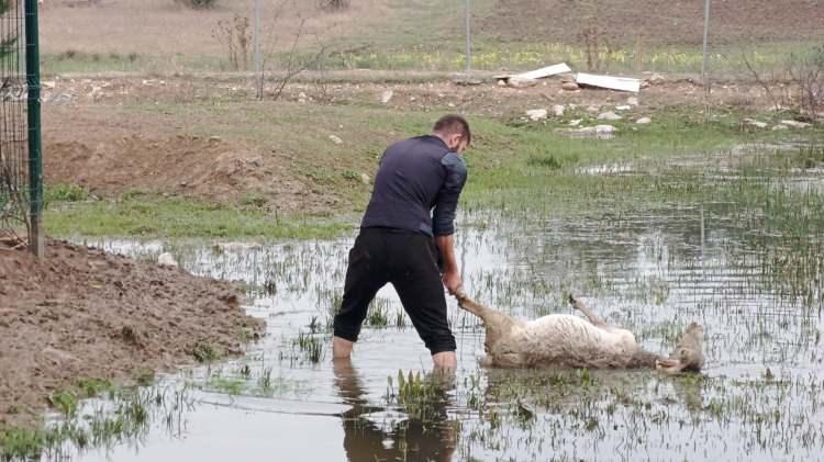 Başıboş köpekler sürüye daldı: 41 hayvan telef oldu