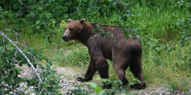 Ayı, kestane toplayan adama saldırdı!