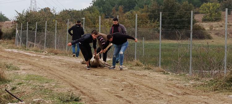 Başıboş köpekler sürüye daldı: 41 hayvan telef oldu