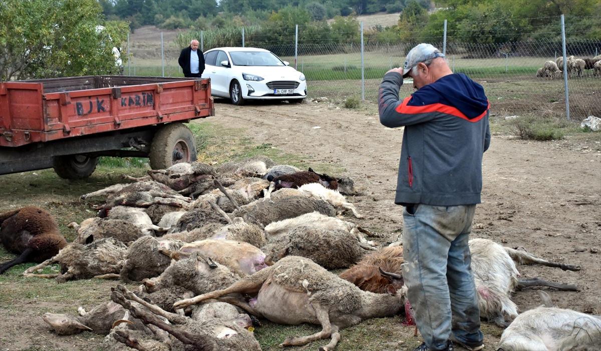 Başıboş köpekler sürüye daldı: 41 hayvan telef oldu