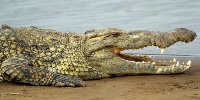 8 yaşındaki çocuk ailesinin gözü önünde timsaha yem oldu!