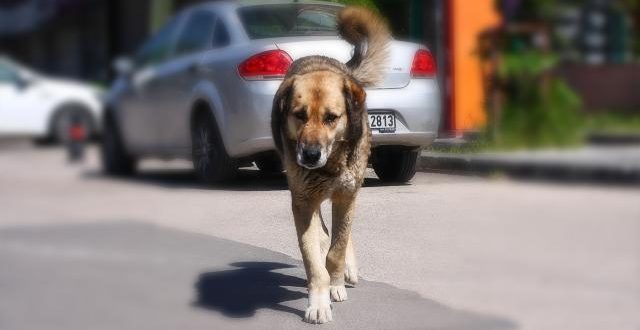 Başıboş sokak köpekleri yürüyüş yapan adamı kovaladı